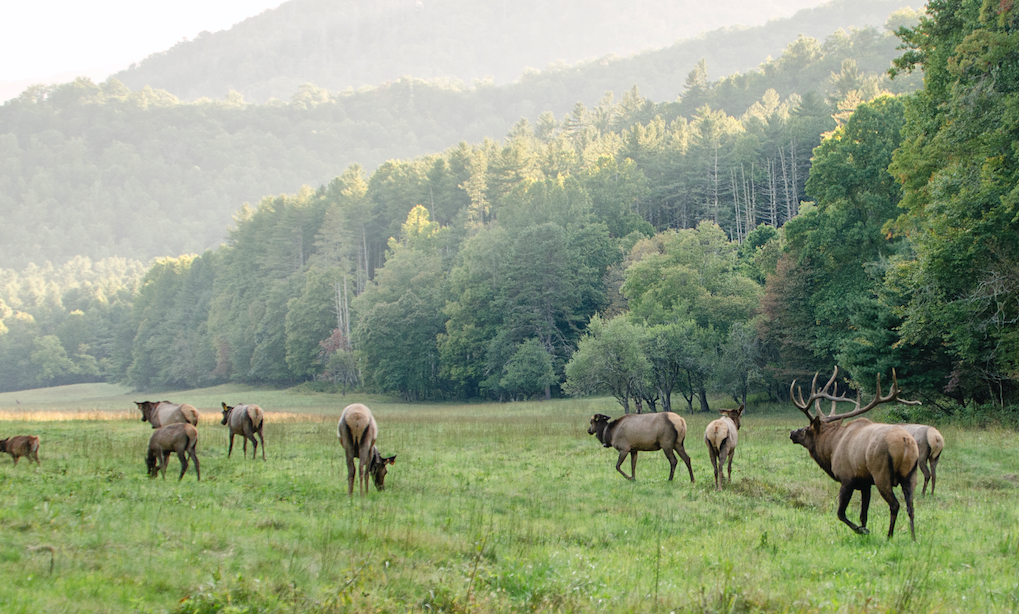 Franklin and Nantahala, NC: Trails, Rivers, and Small-Town Charm — Sip & Savor photo