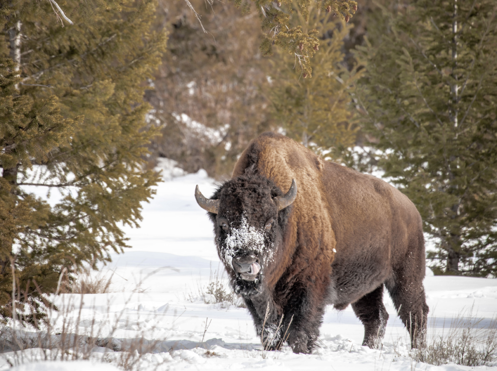 Things To Do In The Cody Yellowstone