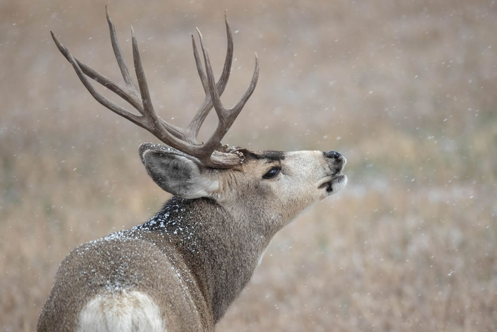 Embrace the season and plan a winter getaway to discover the delights of Carbon County, Wyoming! — Travel photo