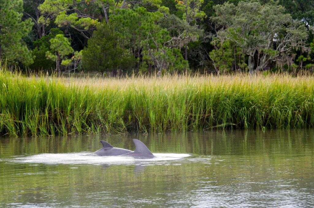 A vacation in Edisto