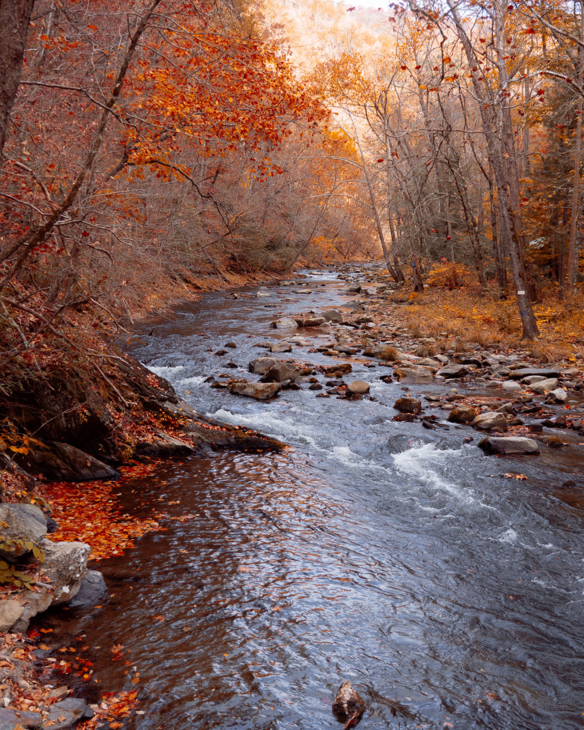 Fall foliage in the mountains of Cherokee County, North Carolina