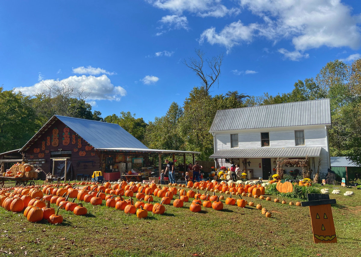 Bradleyspumpkinpatch Jpeg
