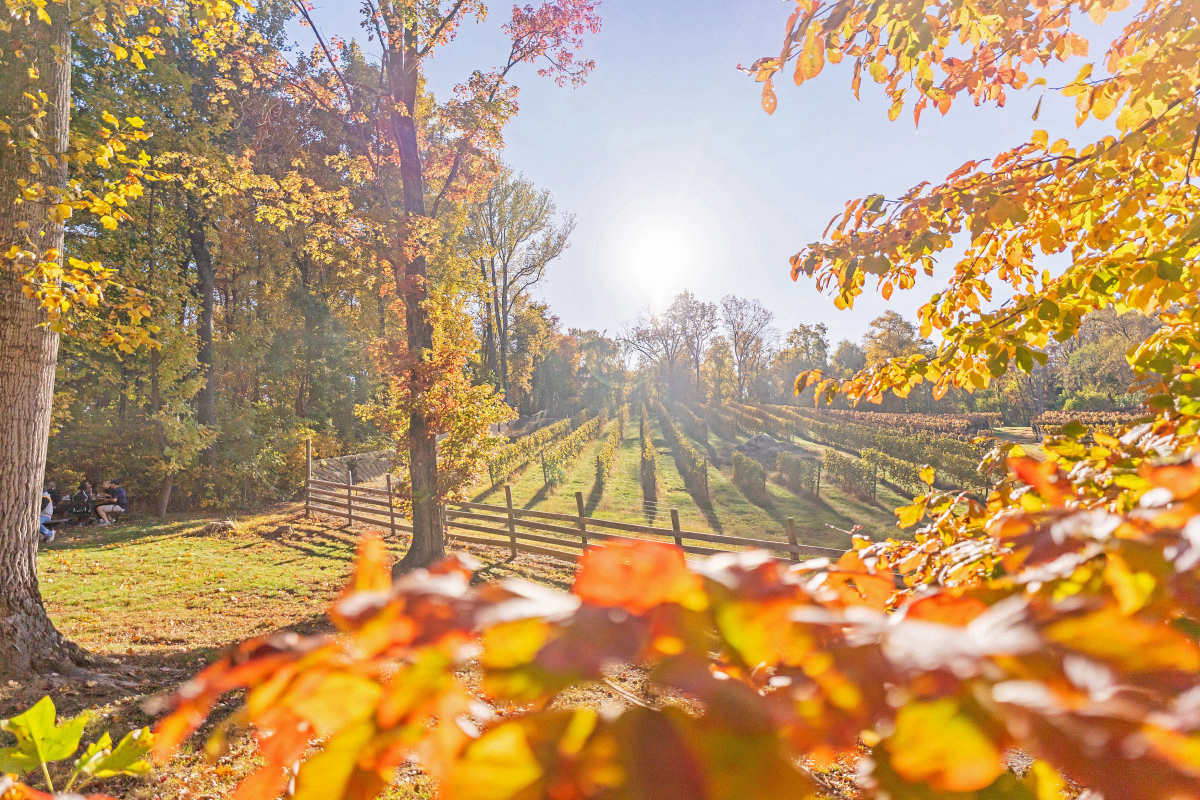 Arterra Wines Fall 2022
