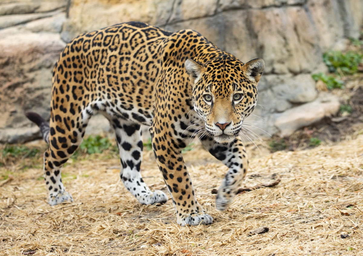 Lrzjaguar 2 Jpg