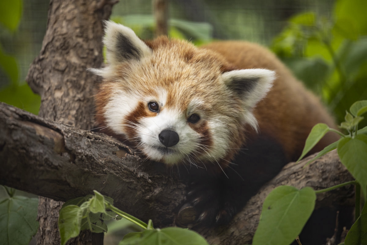 Lrzredpanda 2 Jpg