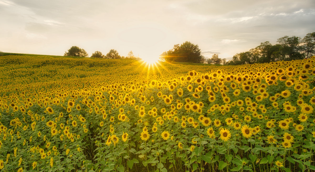 Sunflower Delight Eric Haggart