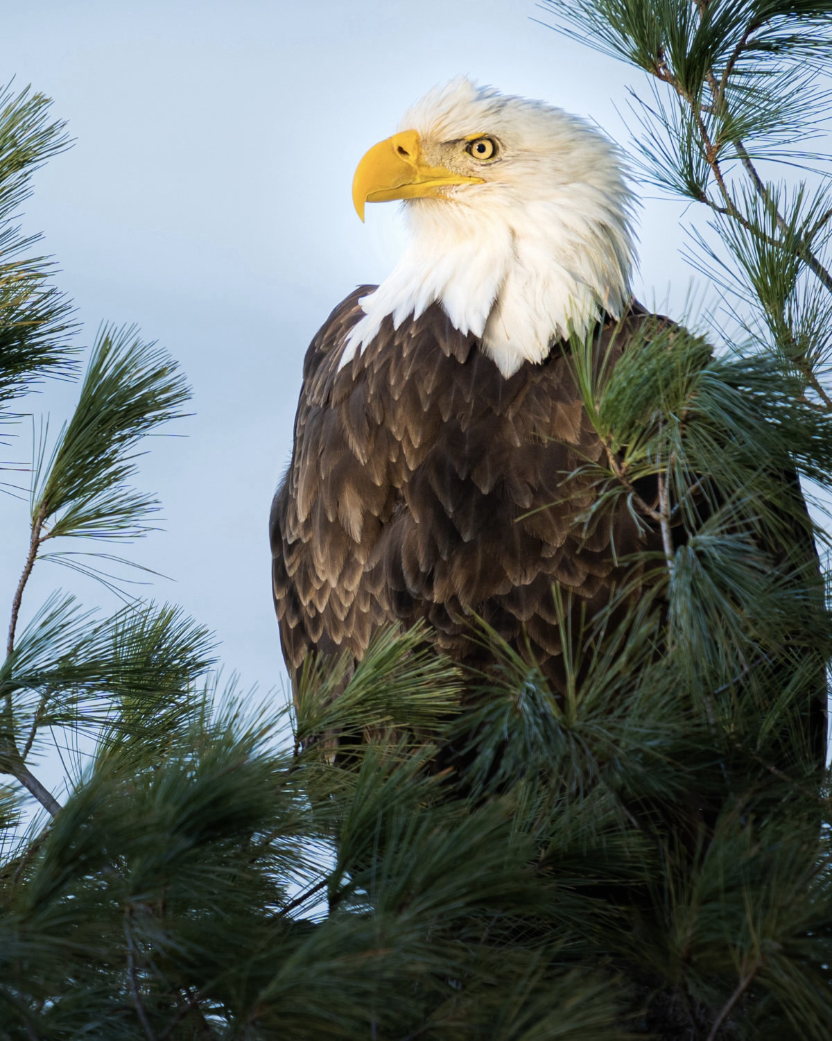 Srsp Eagle Matt 1 2 1