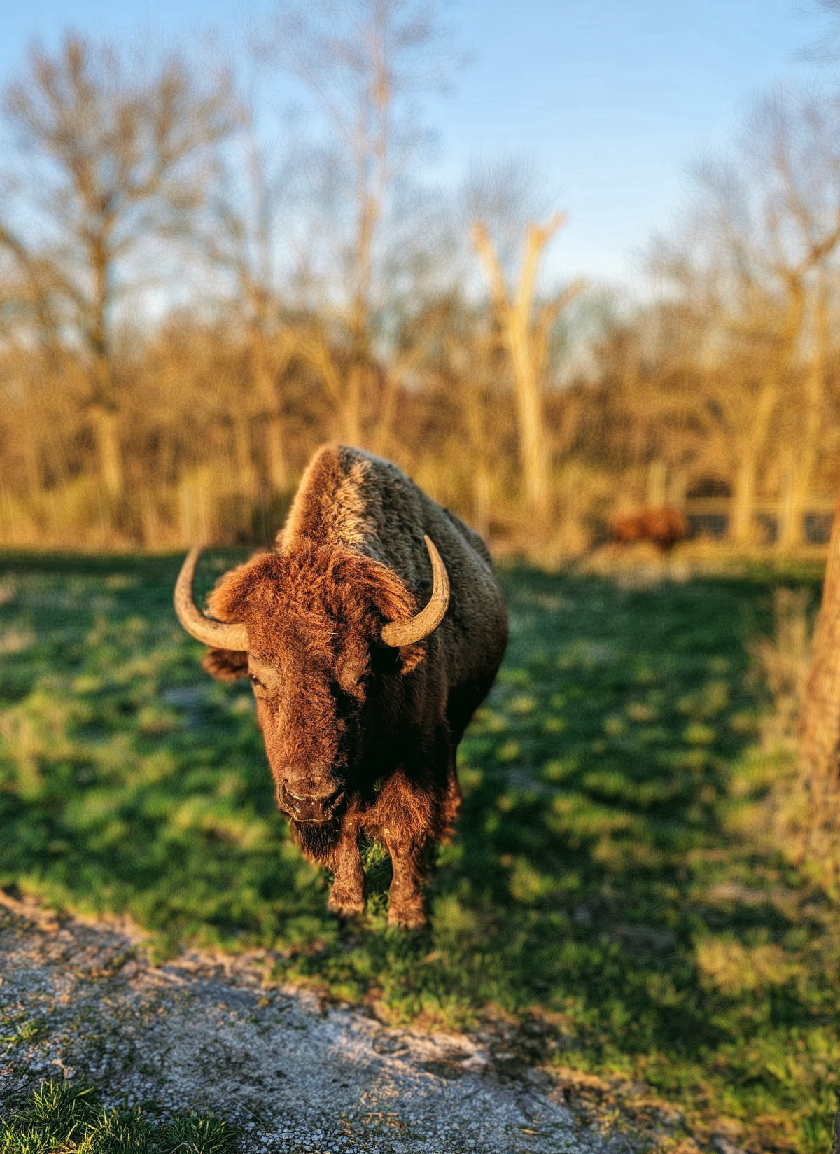 Ehanced Bison Lhm