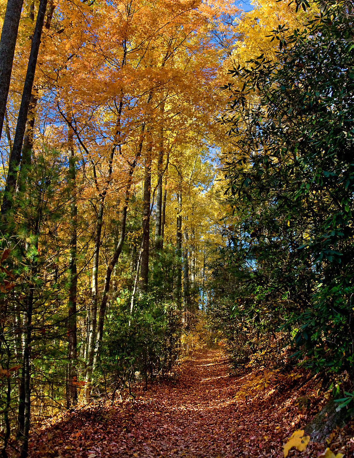 Lookoff Mtn Trail Mad Madison Sanders