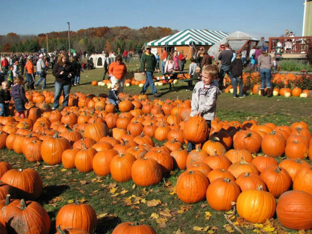 Swans Pumpkin Farm