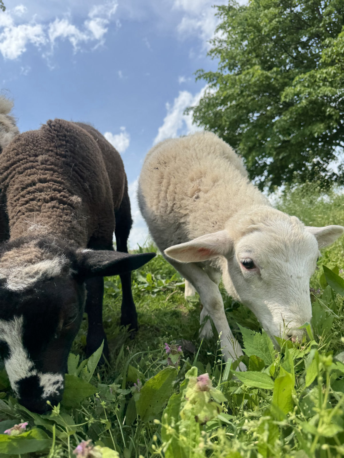 Sheep