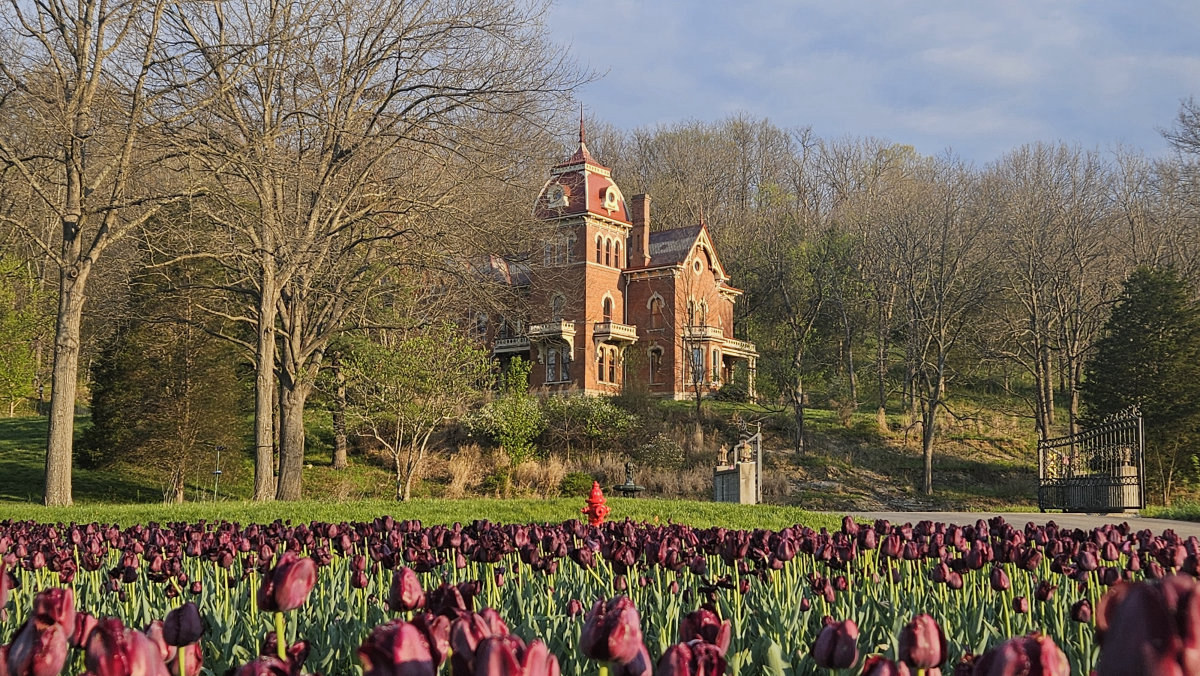 Historic church beyond a tulip field in Switzerland County, Indiana