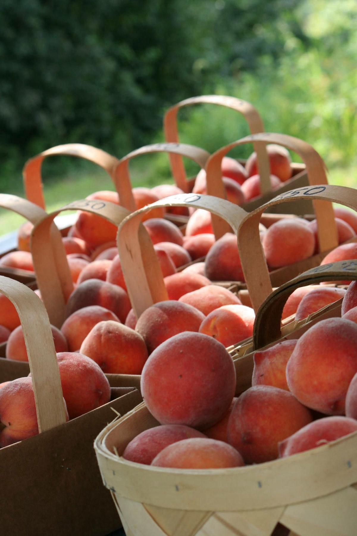 Agrotourism Peach Janice Barniak