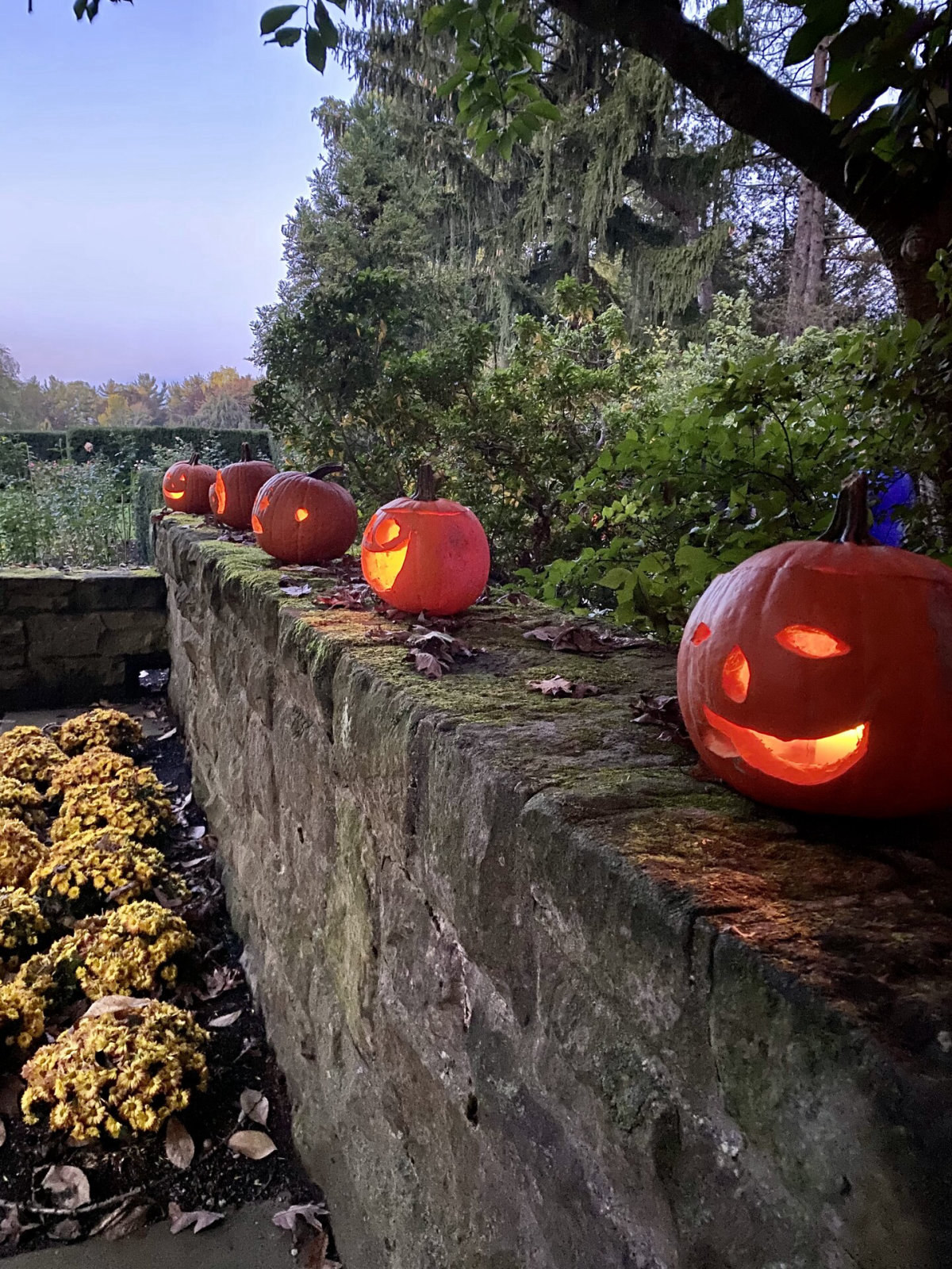 Pumpkin Walk At Twilight