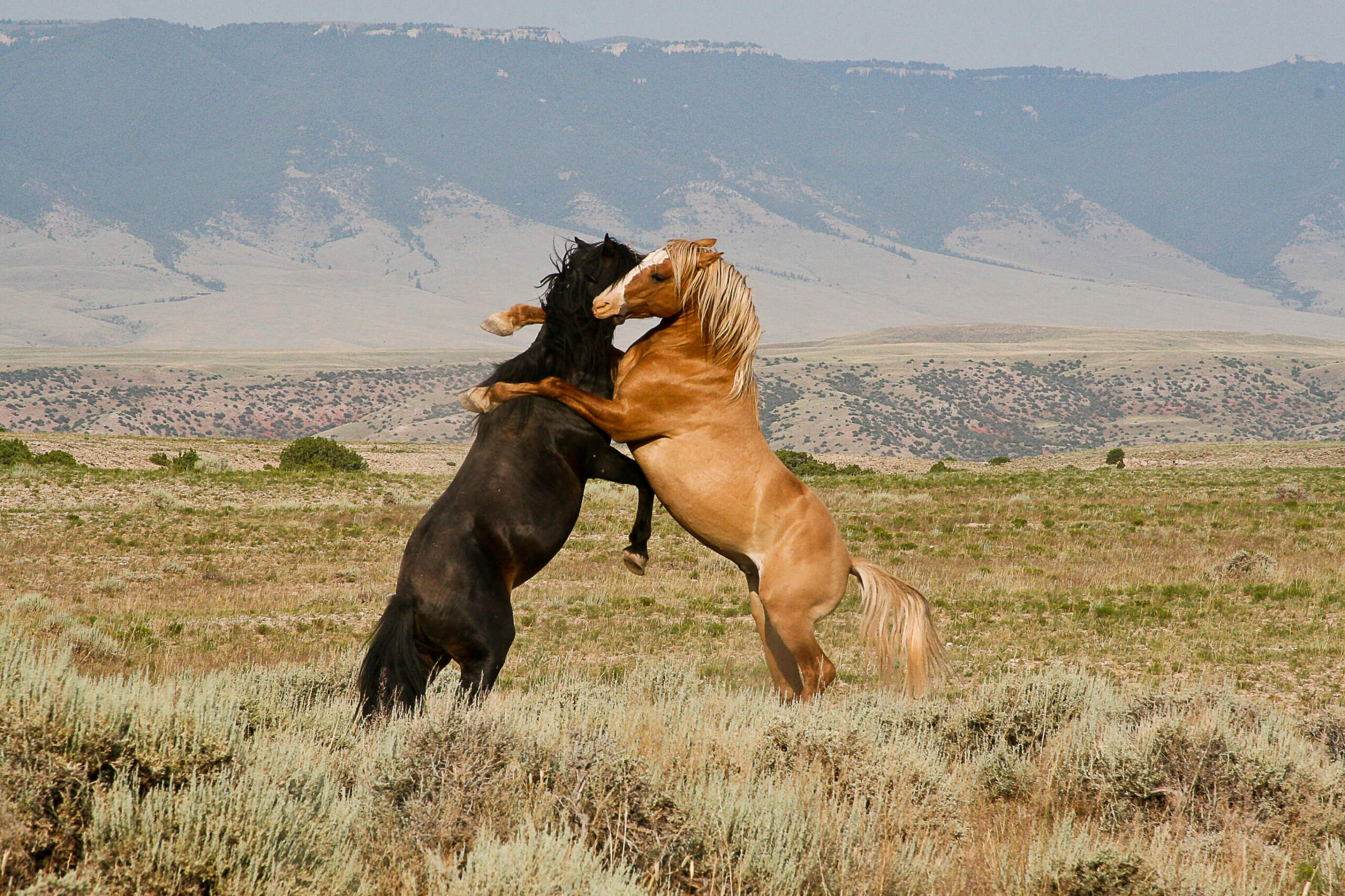 Big Horn Canyon