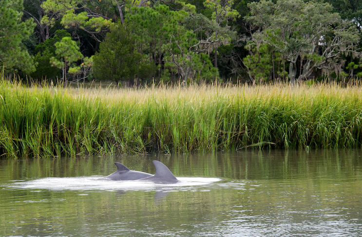 Things to do in Edisto Beach