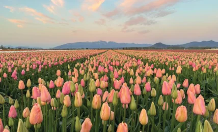 Experience North America’s Largest Tulip Festival in the Heart of Washington’s Skagit Valley