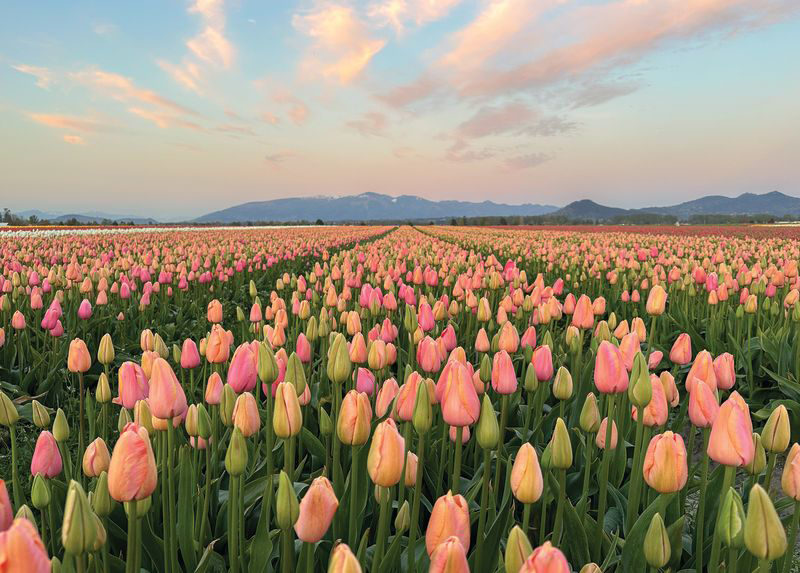 Experience North America’s Largest Tulip Festival in the Heart of Washington’s Skagit Valley